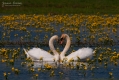 081_Biebrza - kwiecien 2011